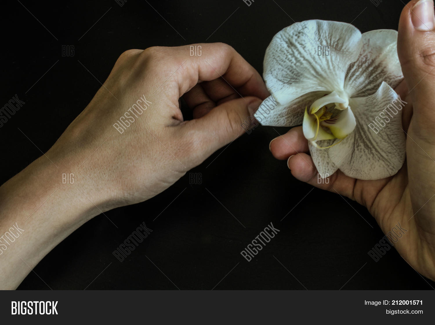 Image Preview