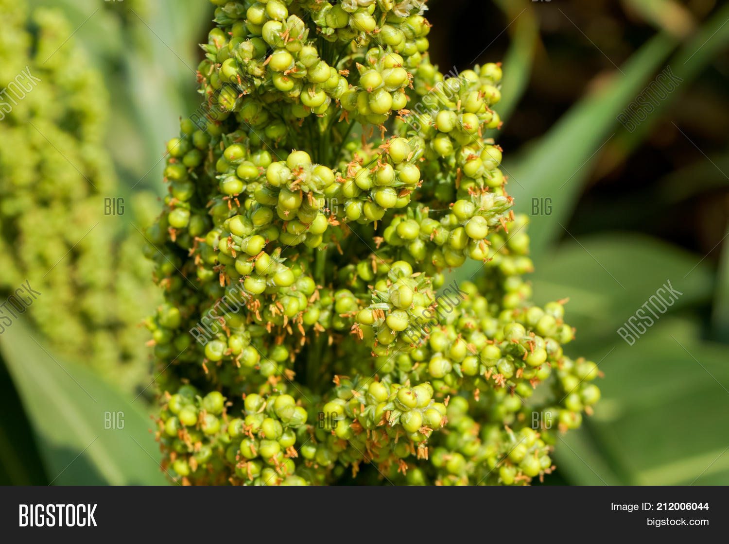 Image Preview