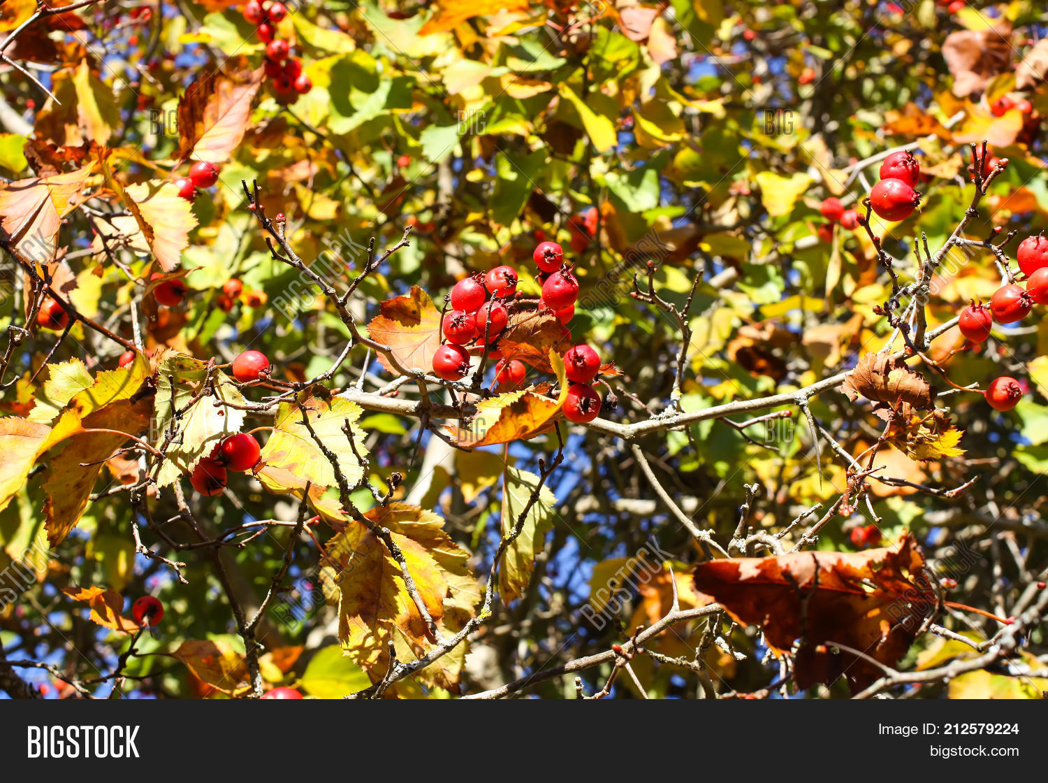 Image Preview