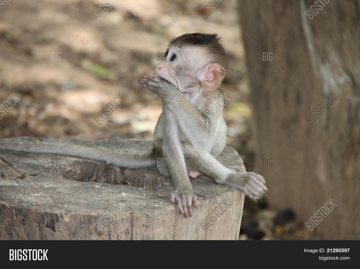 Image Preview