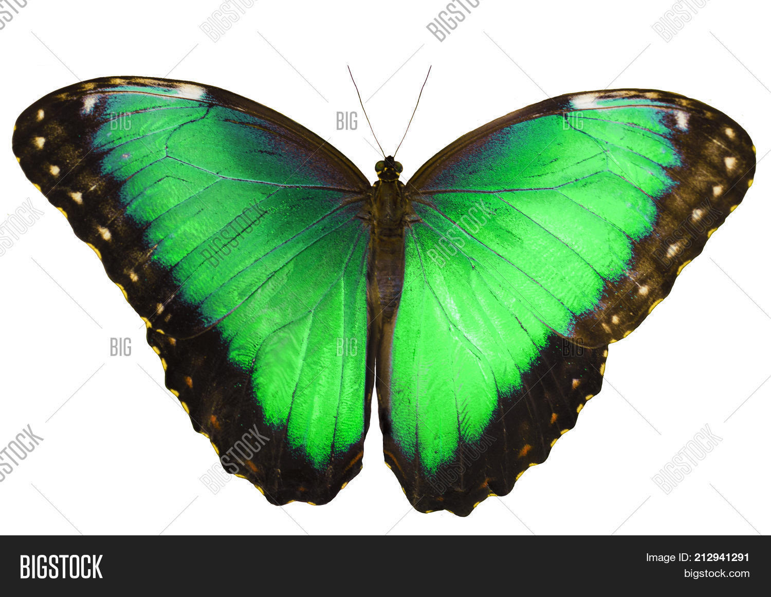 Green Butterfly Image & Photo (Free Trial) Bigstock