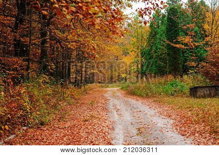 Bright And Colorful Landscape Of Sunny Autumn Forest With Trail And Stone Bloc On The Side Of Way