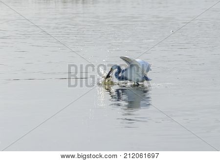 Hybrid Tricoloured Heron X Snowy Egret Catching A Fish 07
