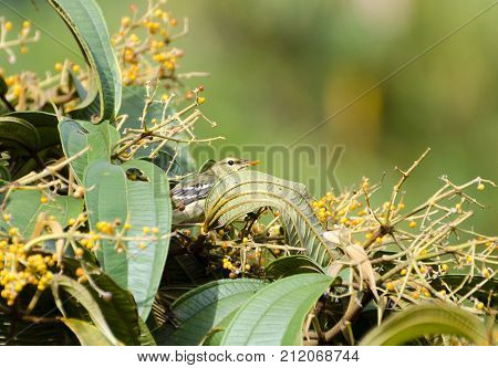 Blackpoll Warbler 03