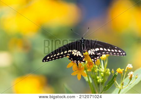 Magnificent Black Swallowtail or Papilio polyxenes Butterfly with wings unfurled on a grouping of orange flowers.