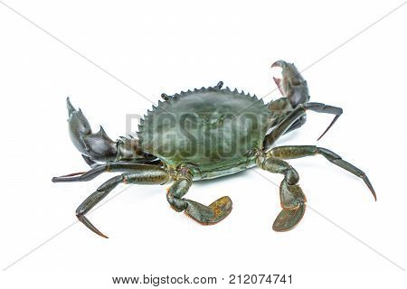 Scylla serrata. Mud crab isolated on white background with copy space. Raw materials for seafood restaurants concept.