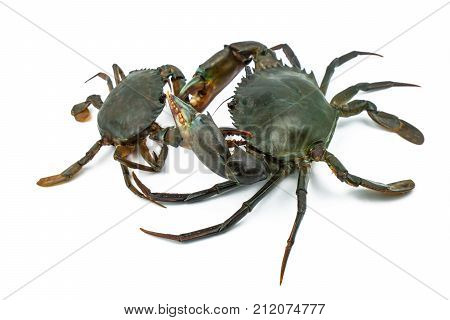 Scylla serrata. Big crab use the claw to fight small crab isolated on white background. Raw materials for seafood restaurants concept.