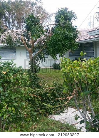 Tree destroy. by hurricane irma 5 with lighting. and tornado.