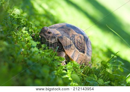 small alone turtle on the green grass