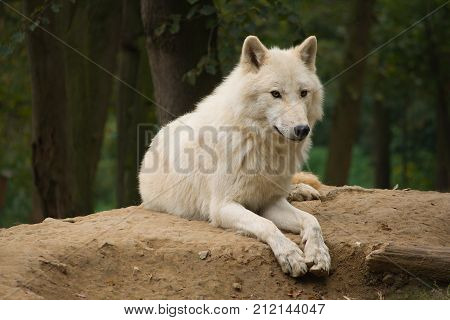 wiev of the white wolf in the wood