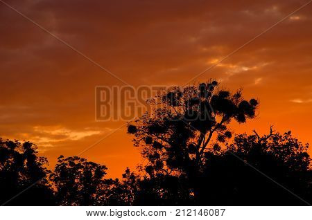 nice view of the sunset, silhouette of tree
