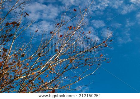 Birch tree branches with falling leaves on a background of autumn blue sky