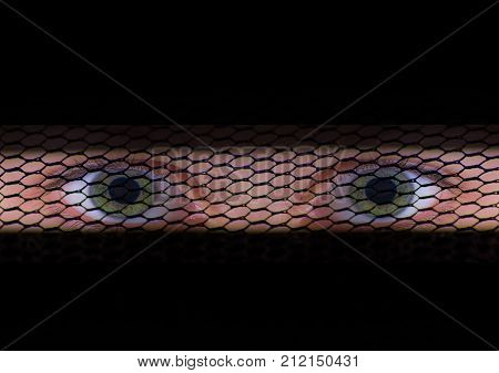 Young mysterious muslim girl's eyes behind burka.