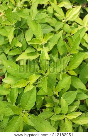 fresh green Rhinacanthus nasutus leaves in nature garden
