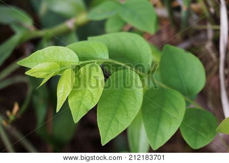 fresh green Phyllanthus acidus leaves in nature garden