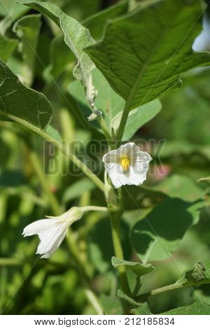 close up white eggplant flower in nature garden