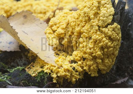 Fuligo septica mushrooms (slime mould) on an old stump