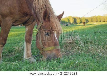 Brown horse eating grass on the field with dandelions