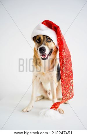 A portrait of a dog in a christmas outfit