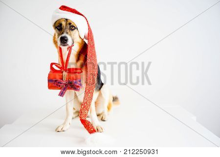 A portrait of a dog in a christmas outfit