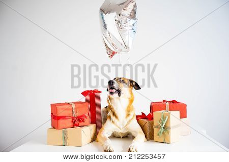 A portrait of a dog in a christmas outfit