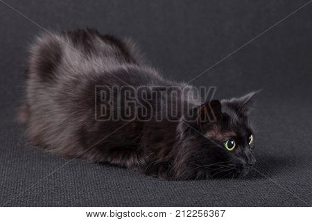 Playful black cat on a dark background, lying down in a hunting position and preparing a jump to attack. Long hair Turkish Angora breed. Adult female.