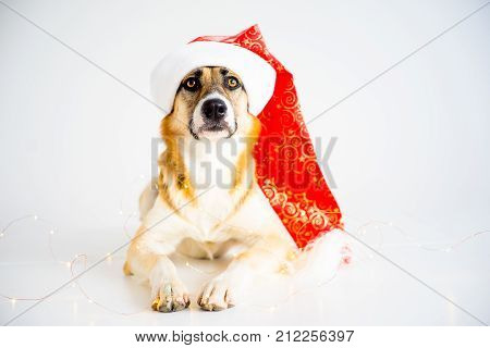 A portrait of a dog in a christmas outfit