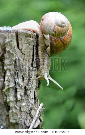 Big Snail