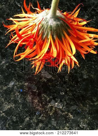 Back of an orange Spider Gerbera flower with a black granite background and space for text.