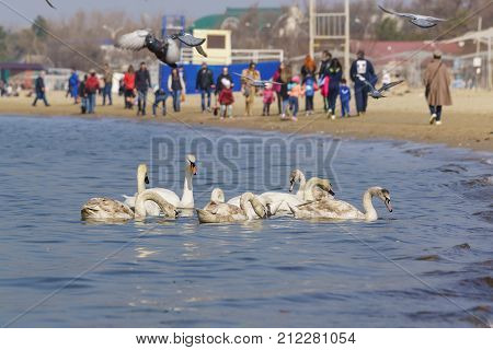 Anapa Krasnodar Krai Russia - March 08.2017: Citizens fed on the beach and wintering in the black sea a flock of mute swans (lat. Cygnus olor)