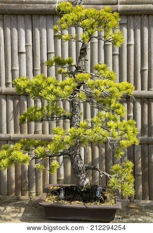 Pine Bonsai Trees In A Pot Against The Background Of A Bamboo Wall