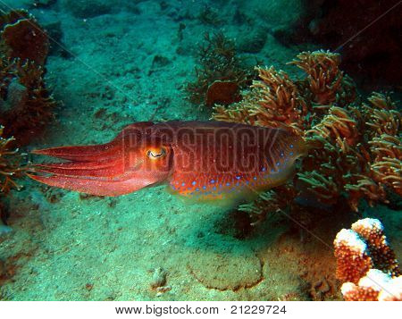 Devilfish, Vietnam, Nha Trang