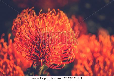 Red Pincushion Protea (Leucospermum cordifolium) is a shrub native to South Africa - soft