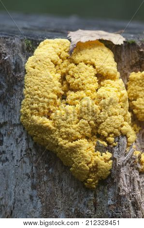 Fuligo septica mushrooms (slime mould) on an old stump