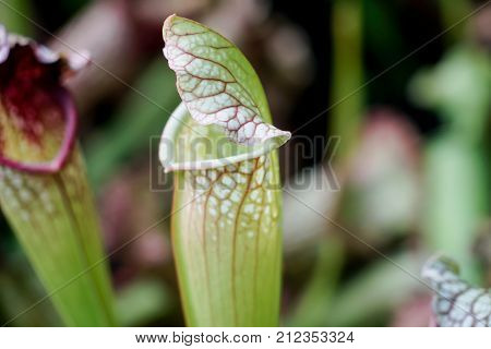 the green Nepenthes plant close up .