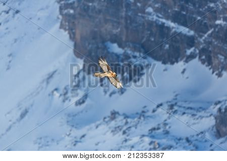 Adult Bearded Vulture (gypaetus Barbatus) Flying, Mountains, Snow, Rocks