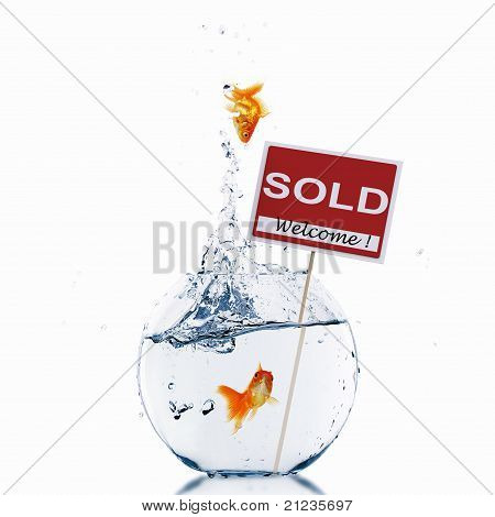 Złote rybki w akwarium