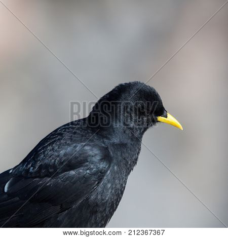 Close View Alpine Chough Bird (pyrrhocorax Graculus)