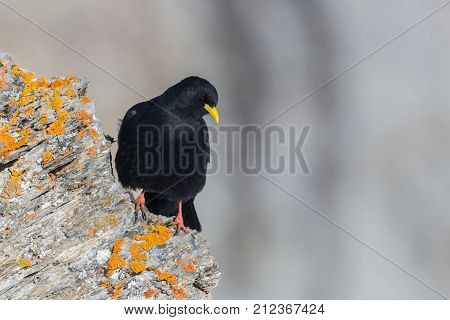 Alpine Chough Bird (pyrrhocorax Graculus) Standing On Red Rock
