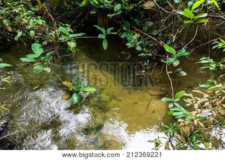 Stream in the grass. Macritchie reservoir park Singapore