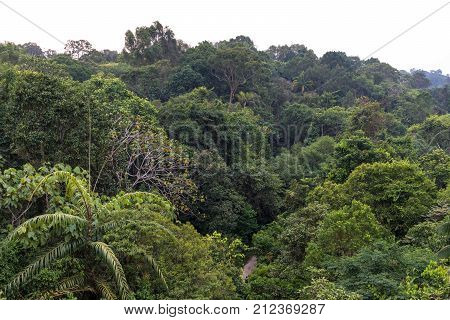 View of a dense tropical forest. High trees covered with weaving plants in the background of the forest. Macritchie reservoir park Singapore