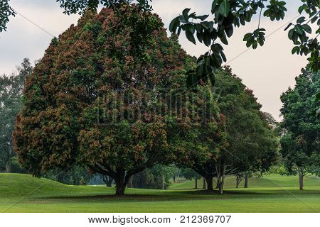 Macritchie reservoir park Singapore. Large old trees on a clearing of green grass