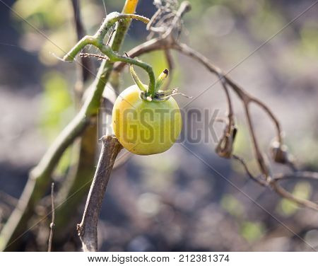 sick tomato in the garden in nature .