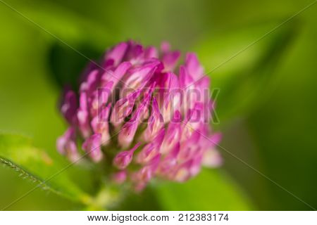 Detailed Macro Of Red Clover Bloom (trifolium Pratense)