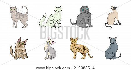 Breeds of cats icons in set collection for design. Pet cat vector symbol stock  illustration.
