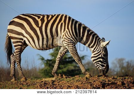 Maneless Zebra