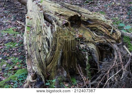 Storm damage: Broken tree in woods, autumn forest europe