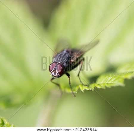 fly in nature. Macro . In the park in nature