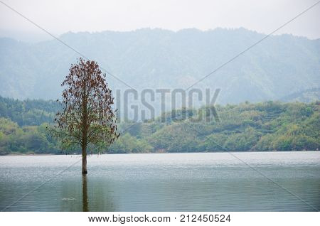flooded lonely tree landscape at springtime. smooth water