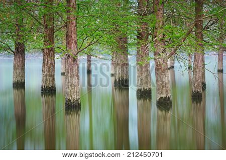 flooded trees landscape at springtime. smooth water